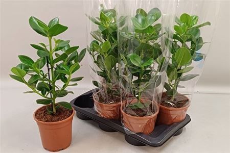 Горшечные цветы и растения оптом Clusia Ro Princess от 6шт из Голландии с доставкой по России