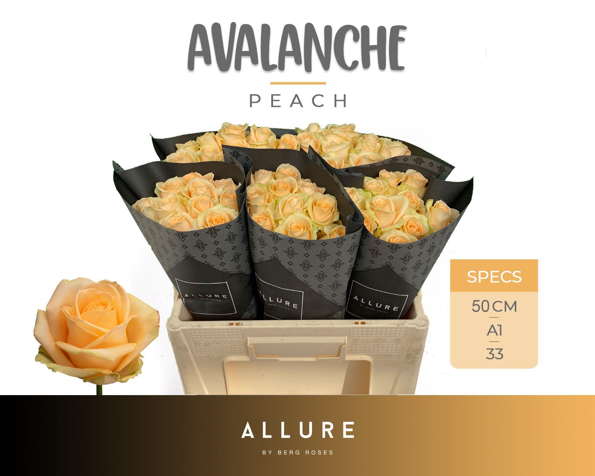 Срезанные цветы оптом Rosa large peach avalanche+ Allure от 50шт из Голландии с доставкой по России