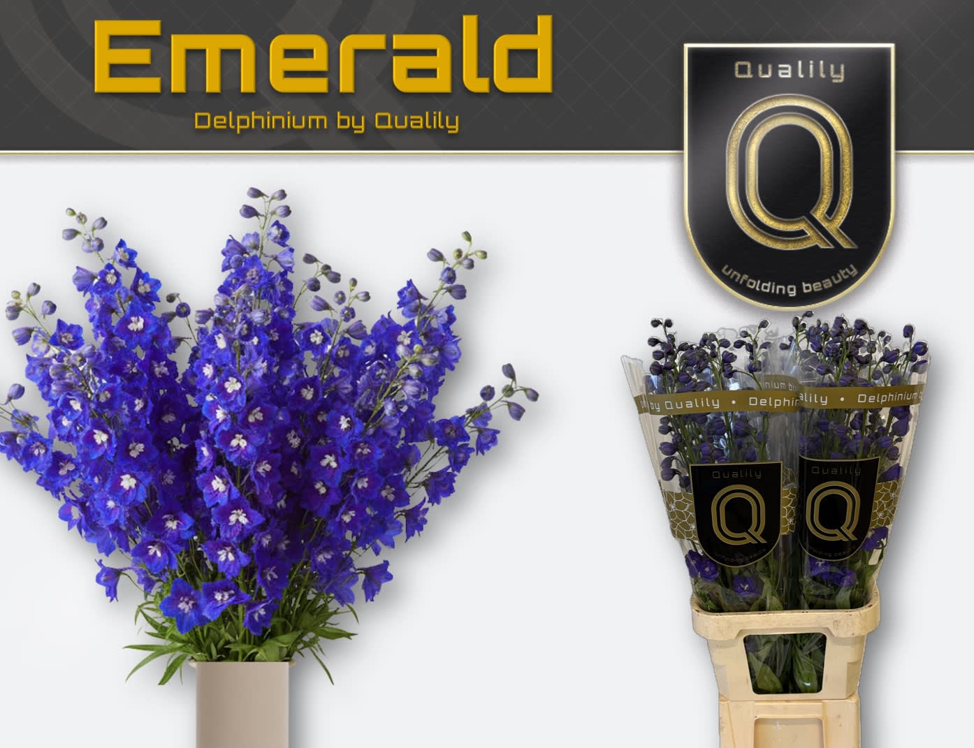 Срезанные цветы оптом Delphinium do el emerald от 40шт из Голландии с доставкой по России