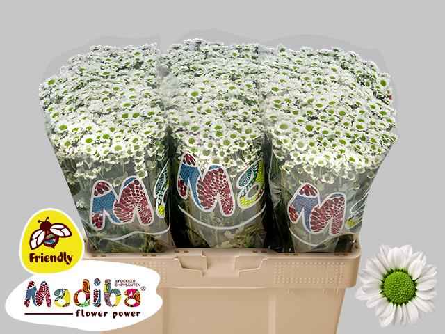 Срезанные цветы оптом Chrys sa madiba lindi white от 75шт из Голландии с доставкой по России