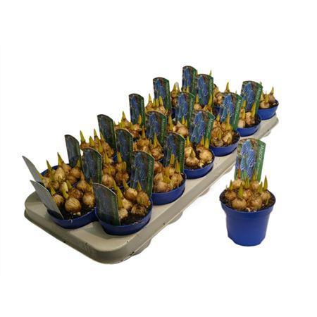 Горшечные цветы и растения оптом Muscari Blue Magic от 18шт (для телеги) из Голландии с доставкой по России