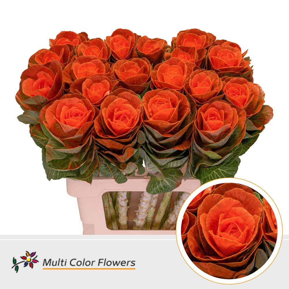 Срезанные цветы оптом Brassica paint orange от 30шт из Голландии с доставкой по России