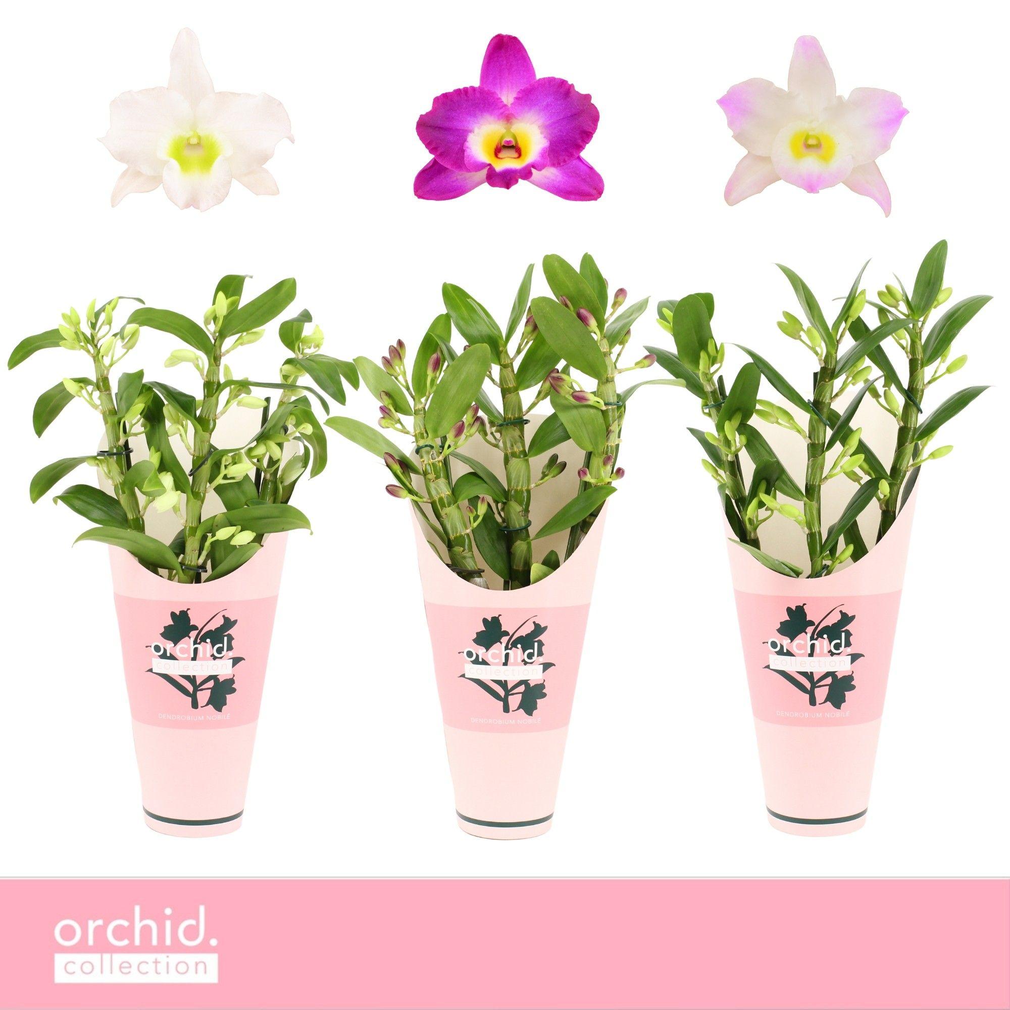 Горшечные цветы и растения оптом Dendr Nob 3st Mix Compact Orchid Collection от 6шт из Голландии с доставкой по России