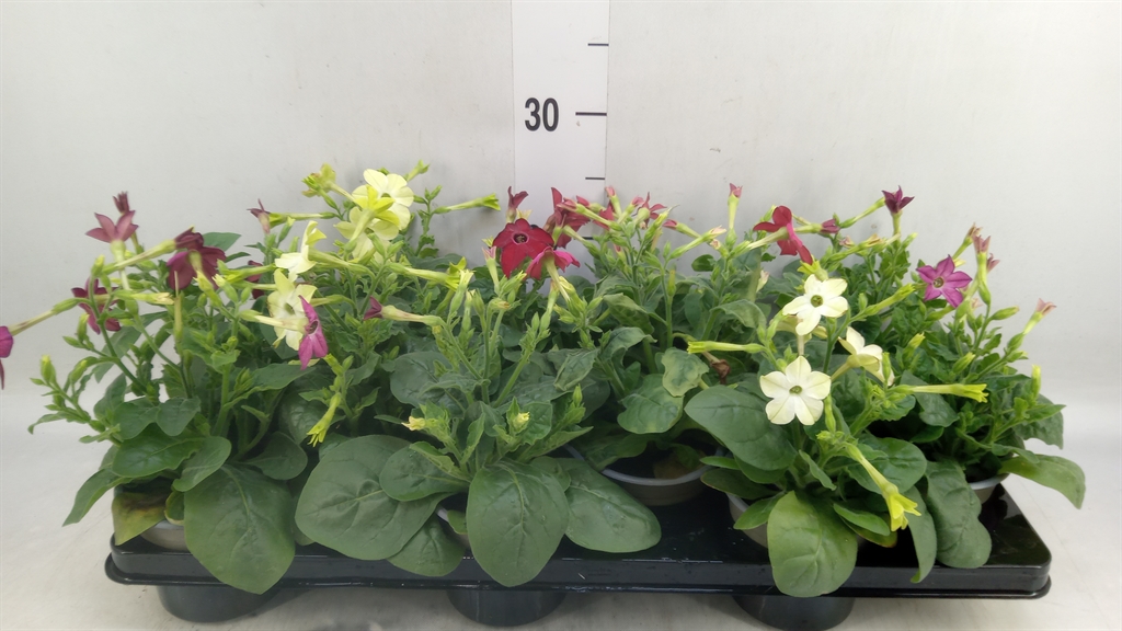 Горшечные цветы и растения оптом Nicotiana   ...mix от 12шт из Голландии с доставкой по России