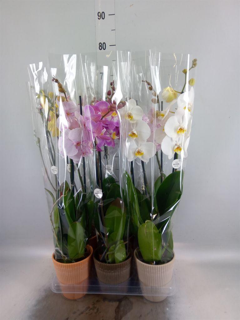 Горшечные цветы и растения оптом Phalaenopsis   ...mix от 6шт из Голландии с доставкой по России