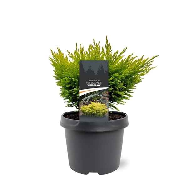 Горшечные цветы и растения оптом Juniperus Hor Limeglow от 1шт из Голландии с доставкой по России