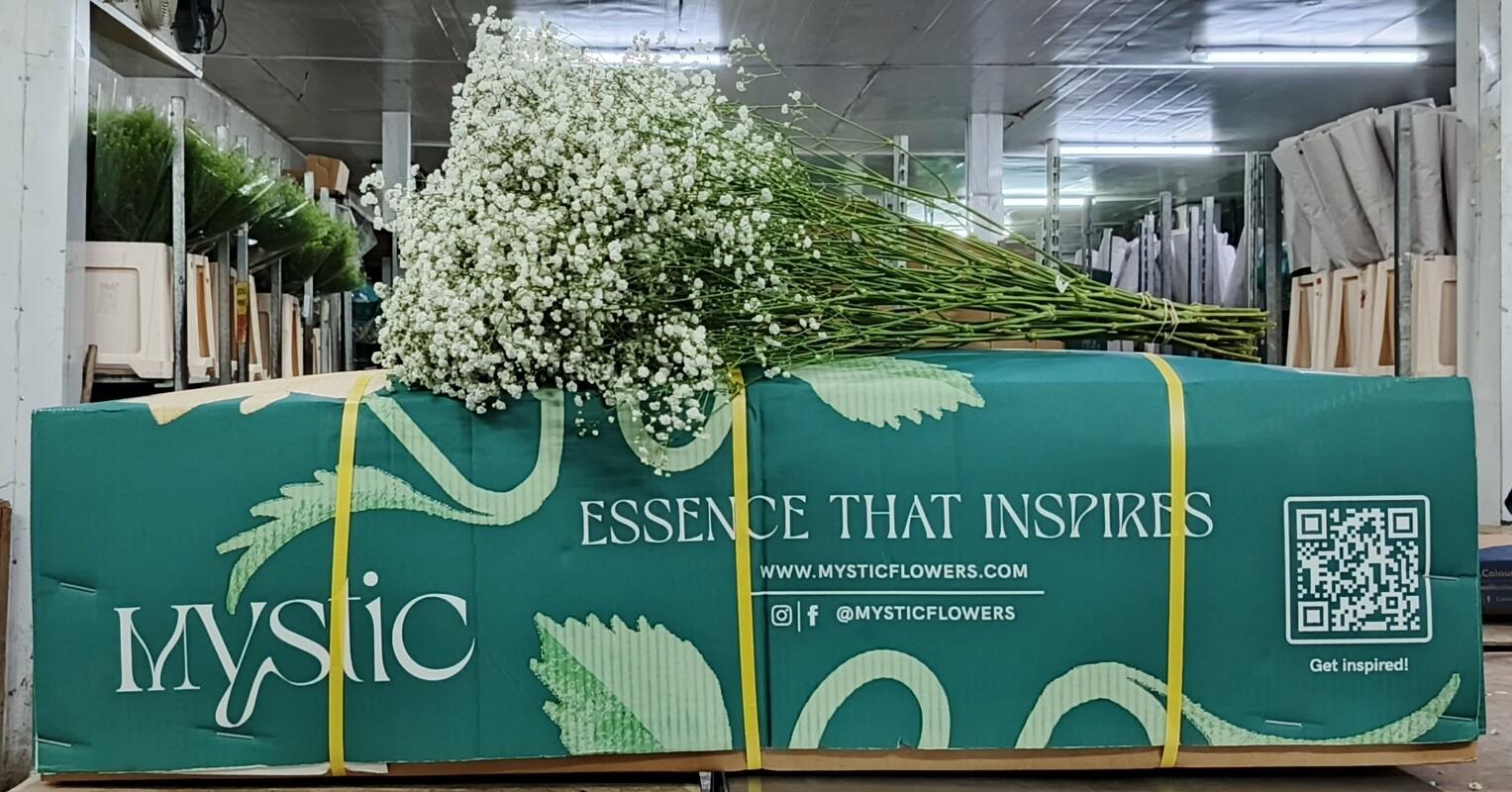 Срезанные цветы оптом Gyps xlence - bunch 750gr от 20шт из Голландии с доставкой по России