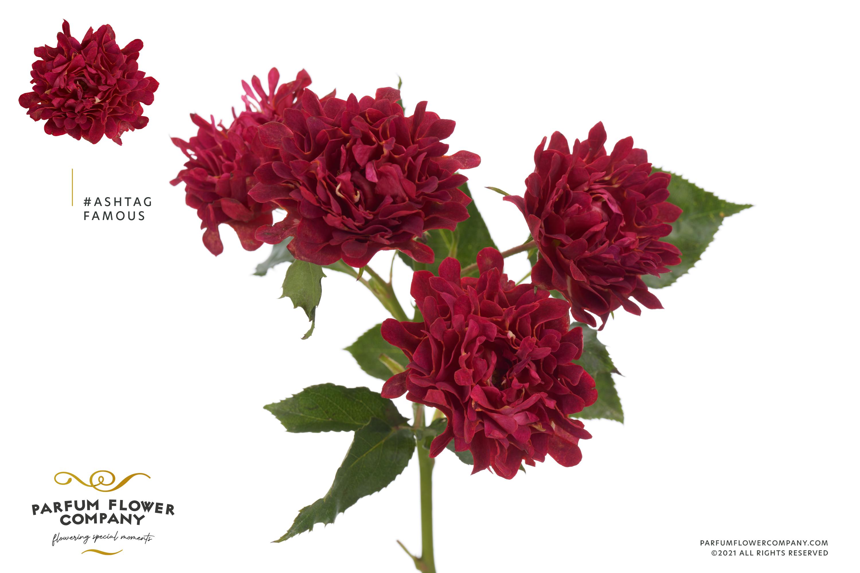 Срезанные цветы оптом Rosa spray #famous от 24шт из Голландии с доставкой по России