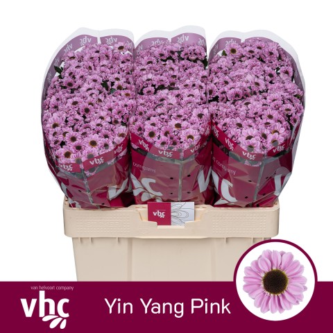Срезанные цветы оптом Chrys sa yin yang pink от 75шт из Голландии с доставкой по России