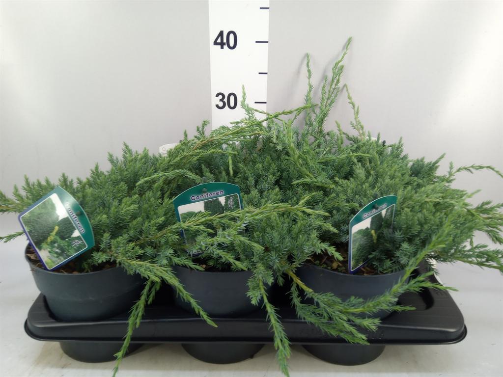 Горшечные цветы и растения оптом Juniperus Squamata blue Carpet от 6шт из Голландии с доставкой по России