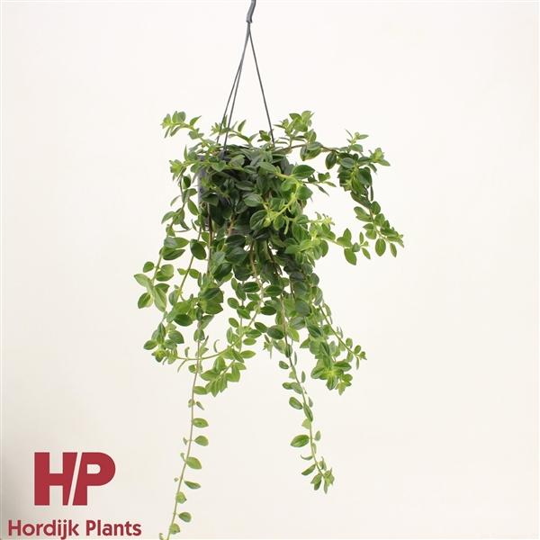 Горшечные цветы и растения оптом Columnea Krakatau Flowering от 7шт из Голландии с доставкой по России