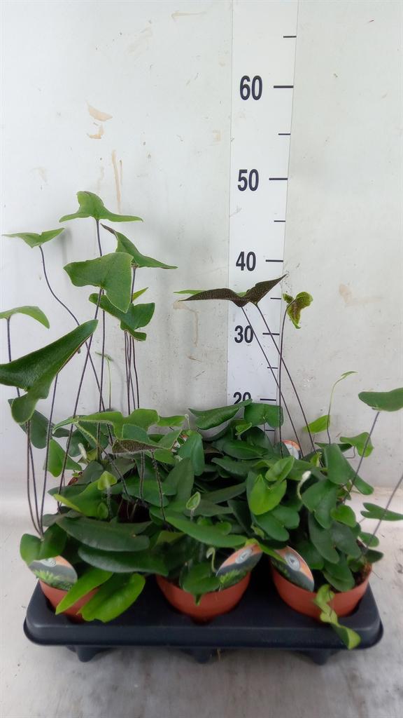 Горшечные цветы и растения оптом Hemionitis Arifolia от 6шт из Голландии с доставкой по России