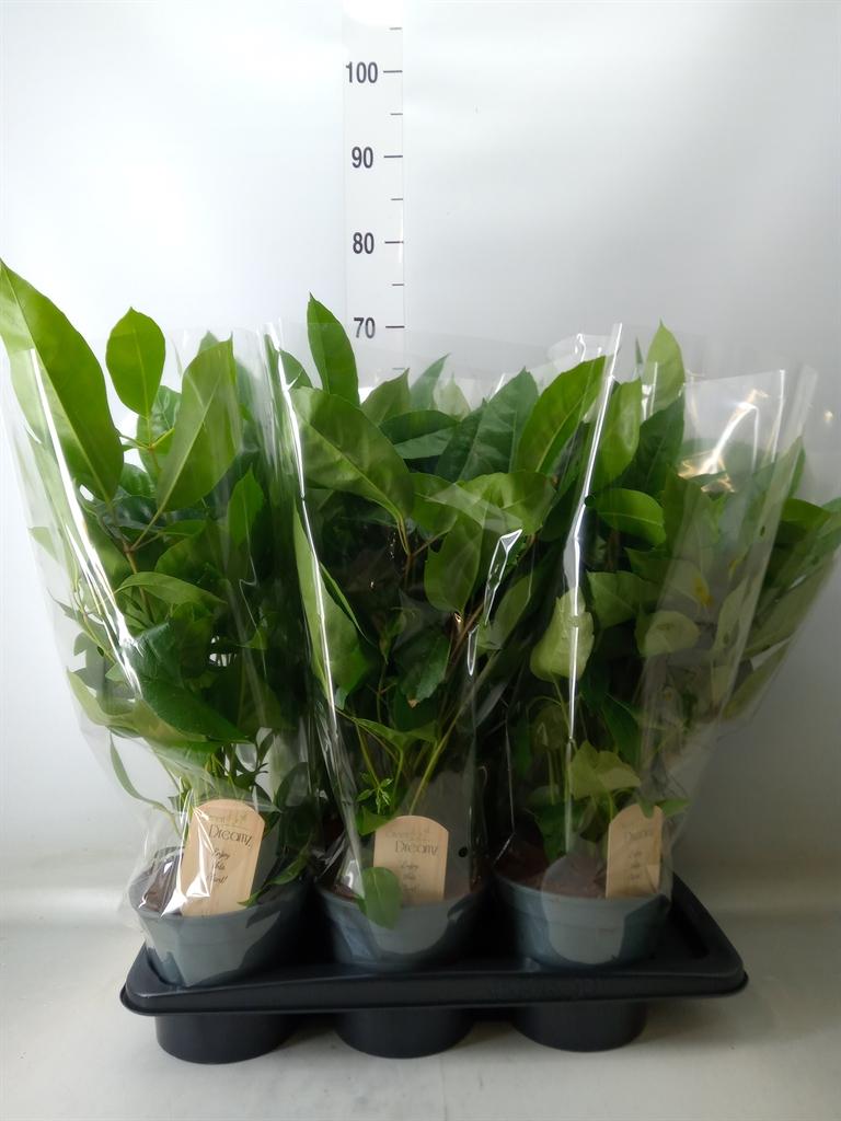 Горшечные цветы и растения оптом Schefflera Actin. от 6шт из Голландии с доставкой по России