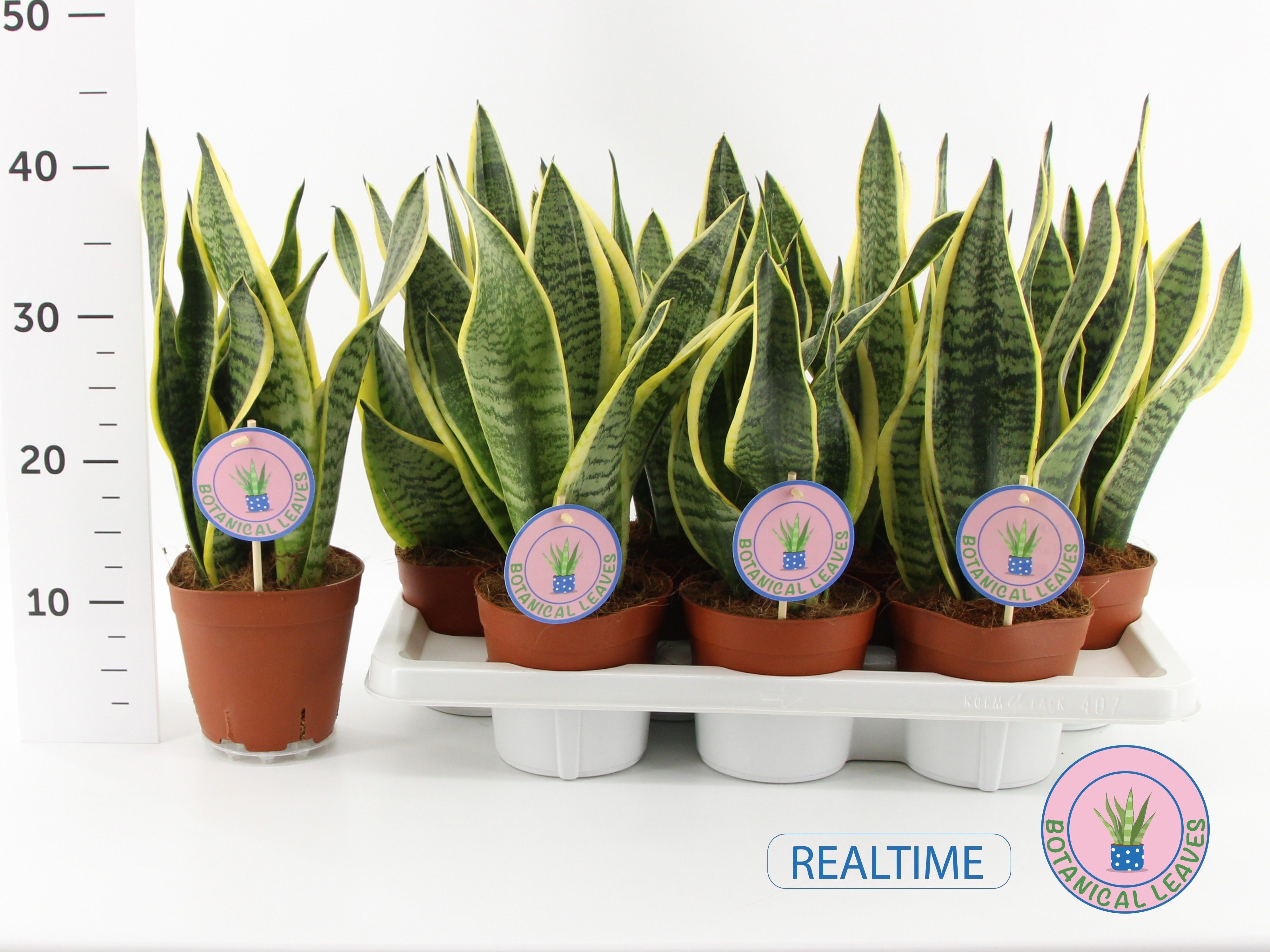 Горшечные цветы и растения оптом Sansev Futura Superb от 7шт из Голландии с доставкой по России