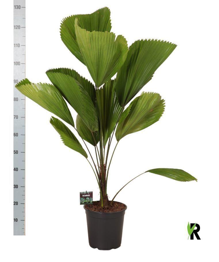 Горшечные цветы и растения оптом Licuala от 1шт из Голландии с доставкой по России