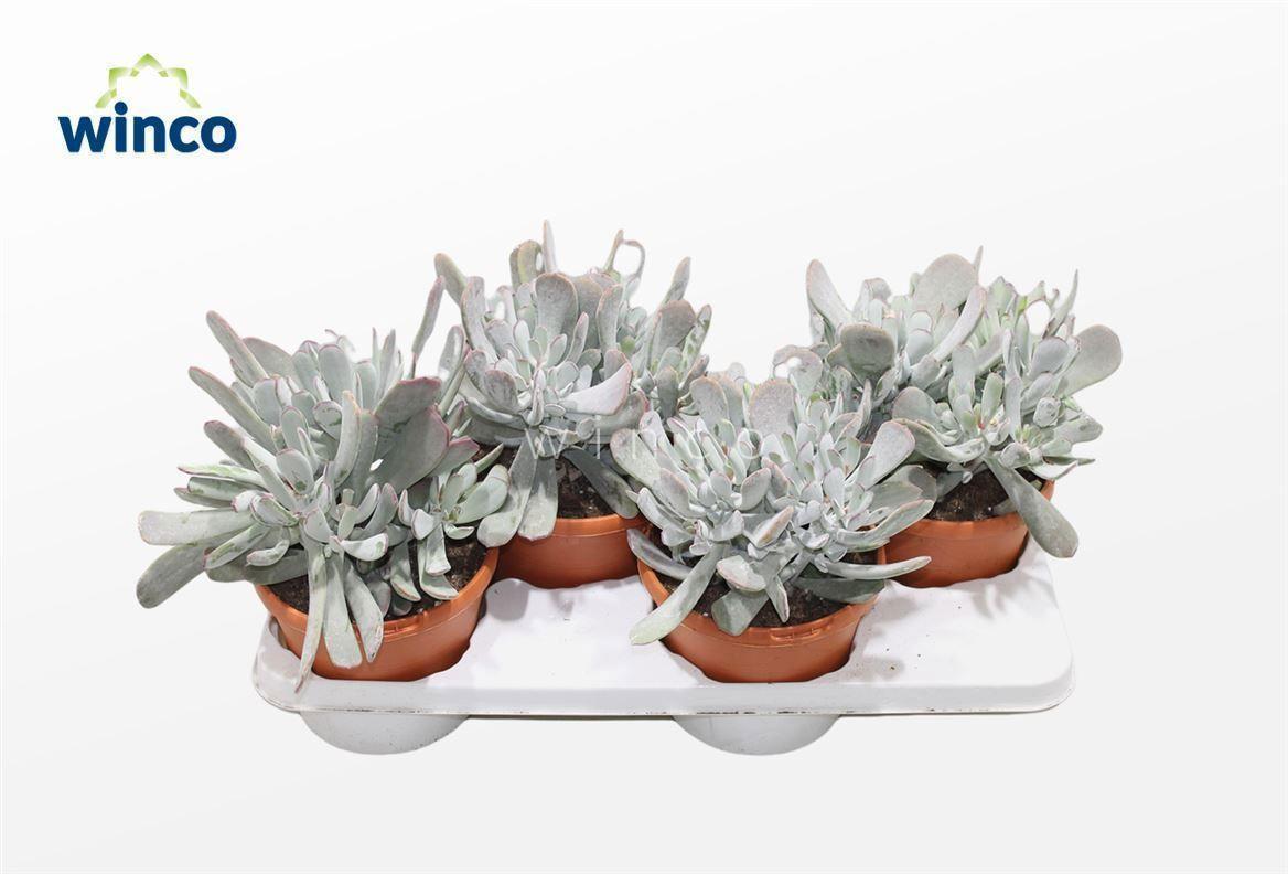 Горшечные цветы и растения оптом Cotyledon Orbiculata Hybride от 4шт из Голландии с доставкой по России