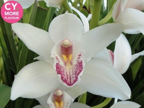 Срезанные цветы оптом Minicymbidium white insigne от 10шт из Голландии с доставкой по России