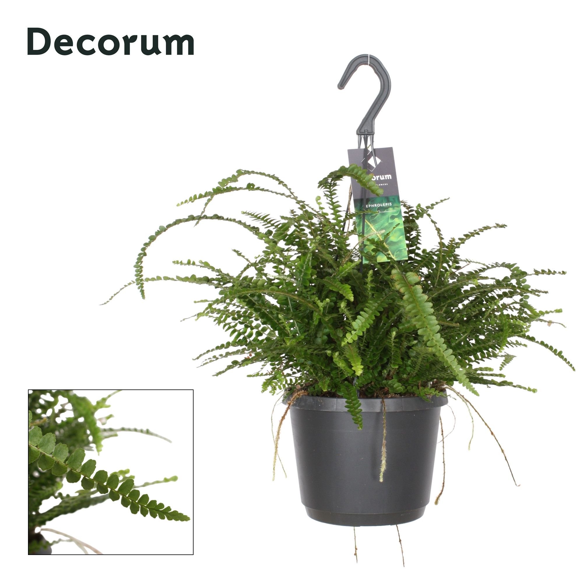 Горшечные цветы и растения оптом Nephrolepis Duffi от 6шт из Голландии с доставкой по России