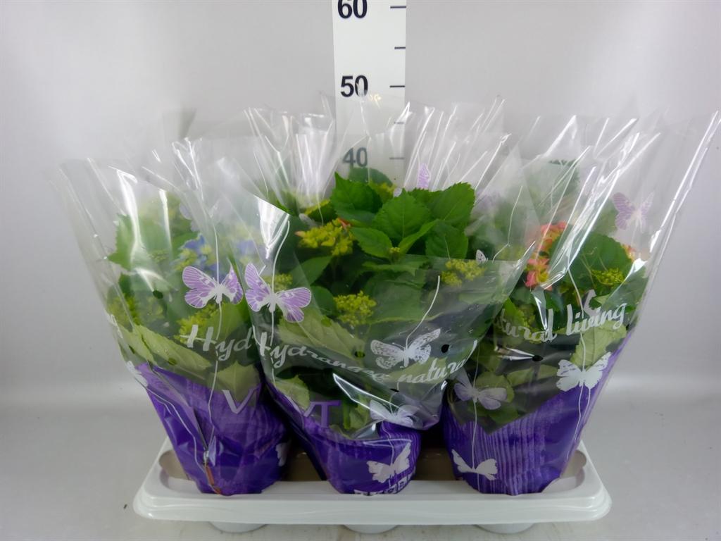 Горшечные цветы и растения оптом Hydrangea Mac. ...mix от 6шт из Голландии с доставкой по России