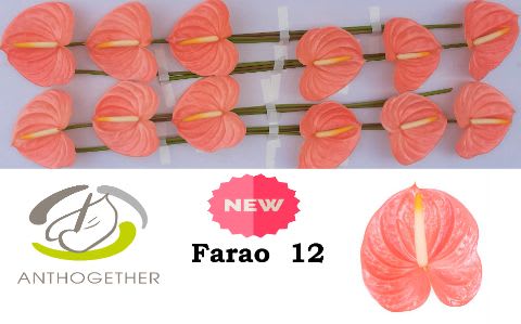 Срезанные цветы оптом Anthurium farao от 12шт. из Голландии с доставкой по России