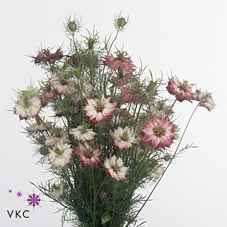 Срезанные цветы оптом Nigella pink per bunch от 15шт из Голландии с доставкой по России