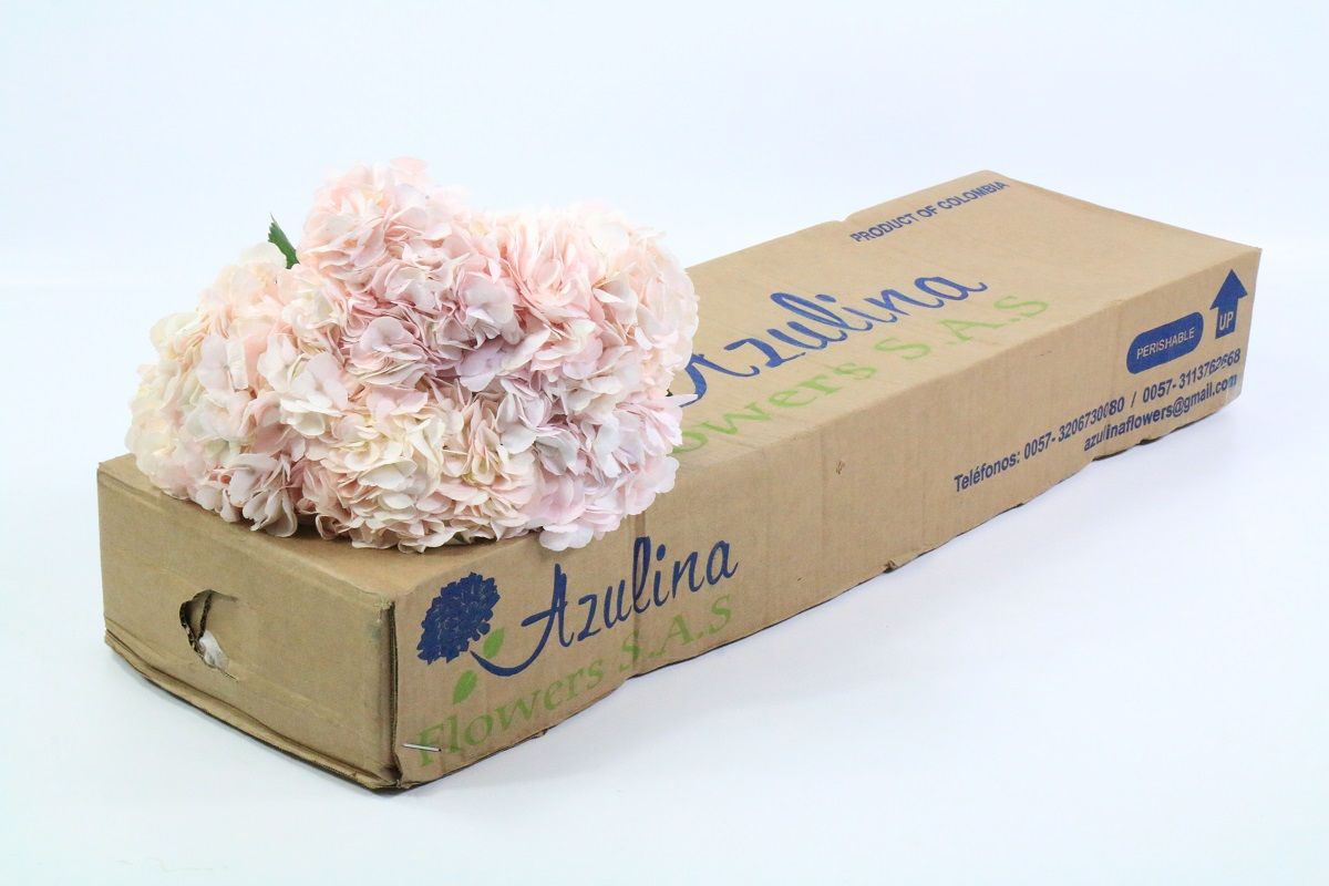 Срезанные цветы оптом Hydrangea pink light от 30шт из Голландии с доставкой по России