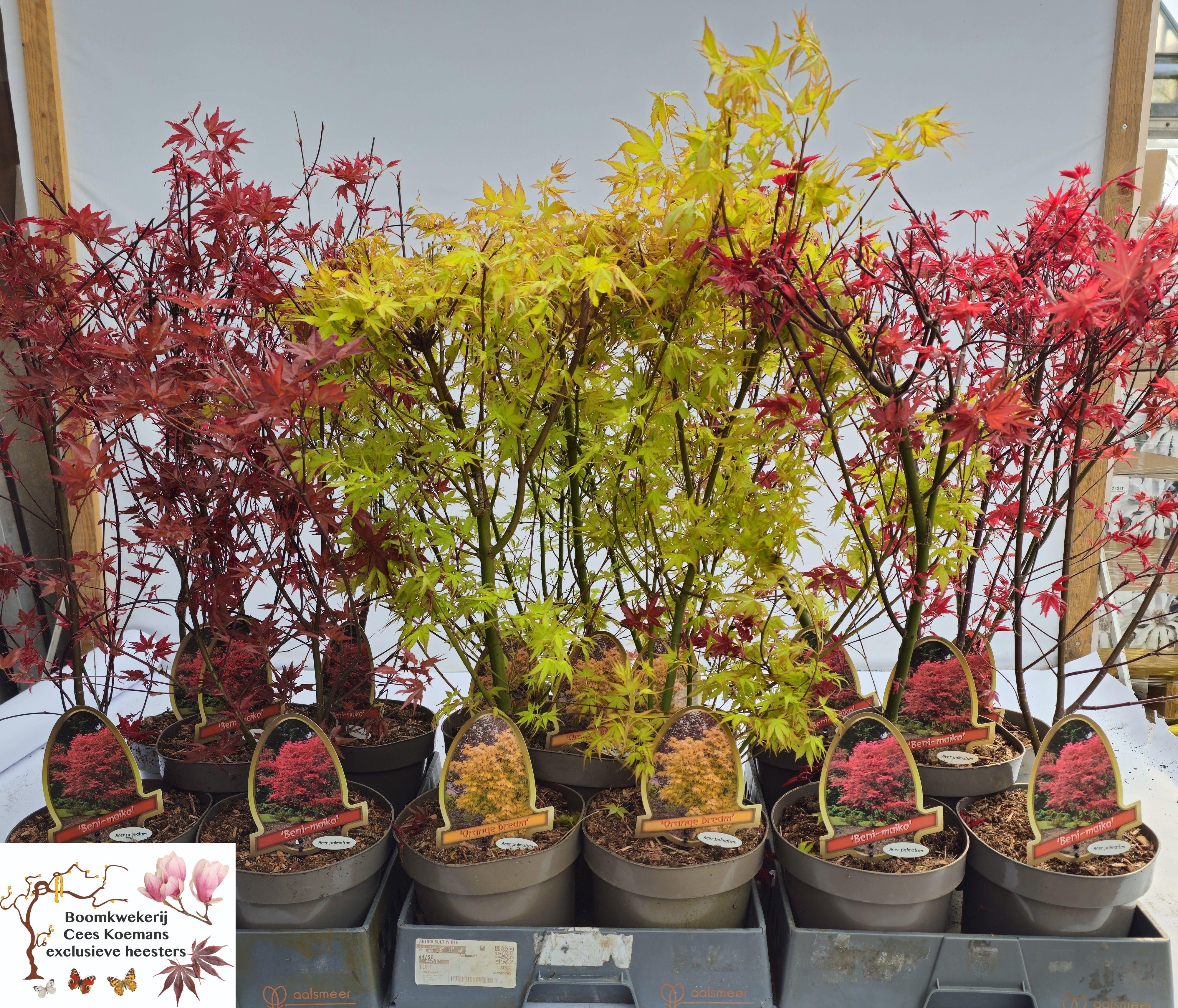 Горшечные цветы и растения оптом Acer Palmatum от 5шт из Голландии с доставкой по России