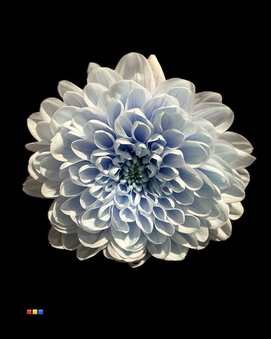 Срезанные цветы оптом Chrys sp paint altaj delft blue от 40шт из Голландии с доставкой по России