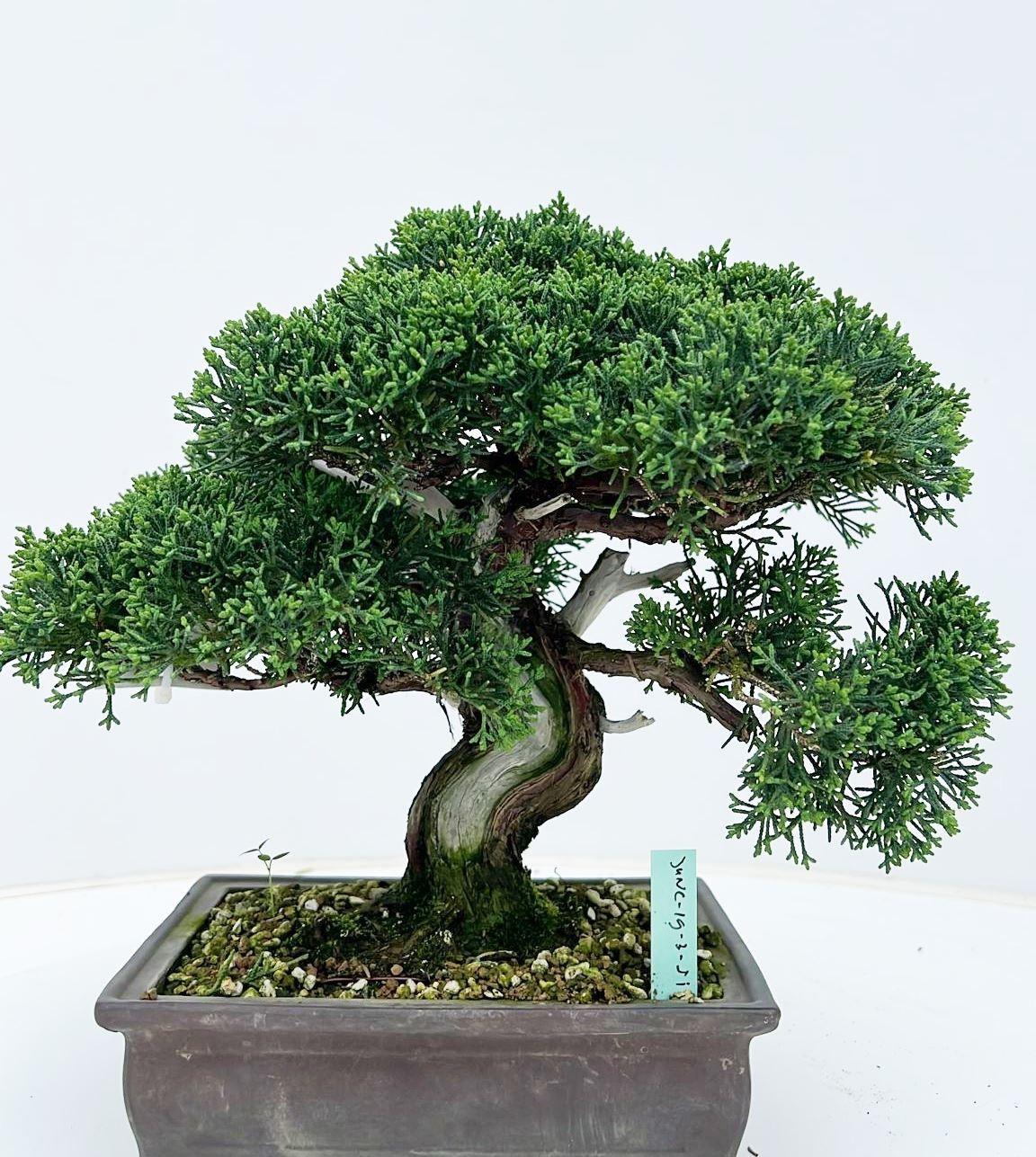 Горшечные цветы и растения оптом Juniperus Chinensis, 19cm., Height 25cm. (single I от 1шт из Голландии с доставкой по России