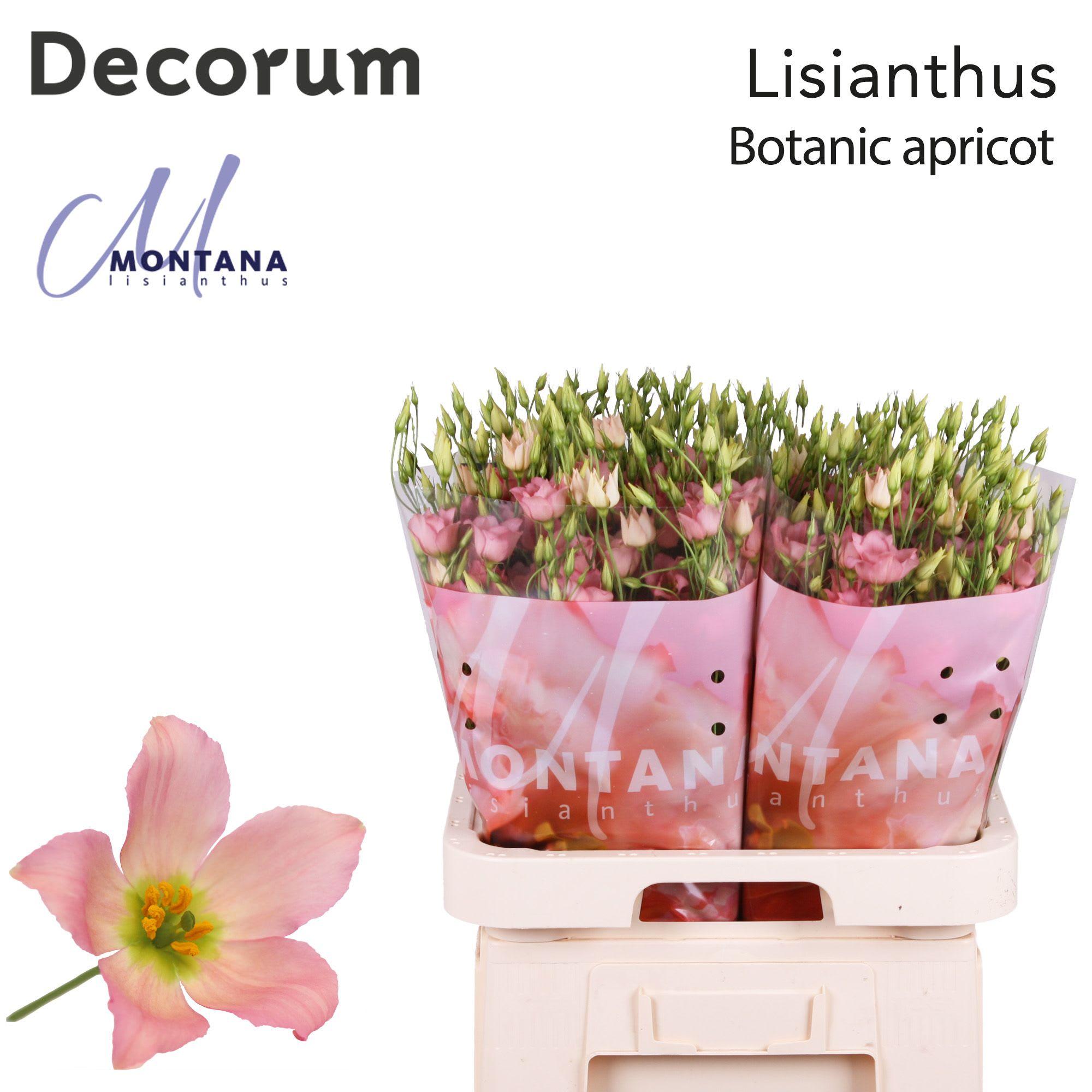 Срезанные цветы оптом Lisianthus do botanic apricot от 40шт из Голландии с доставкой по России