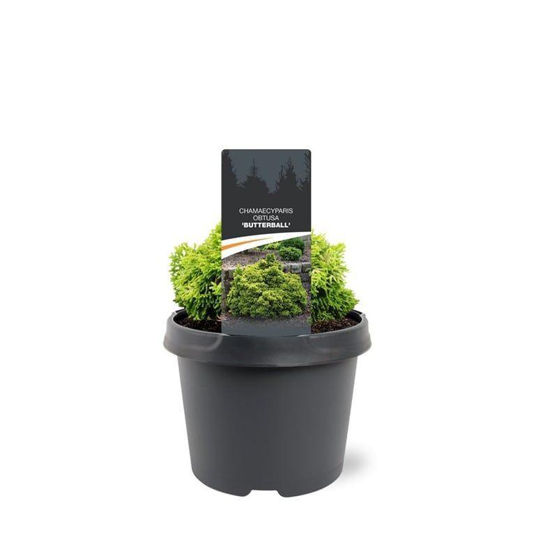 Горшечные цветы и растения оптом Chamaecyparis Obt Butterball от 1шт из Голландии с доставкой по России