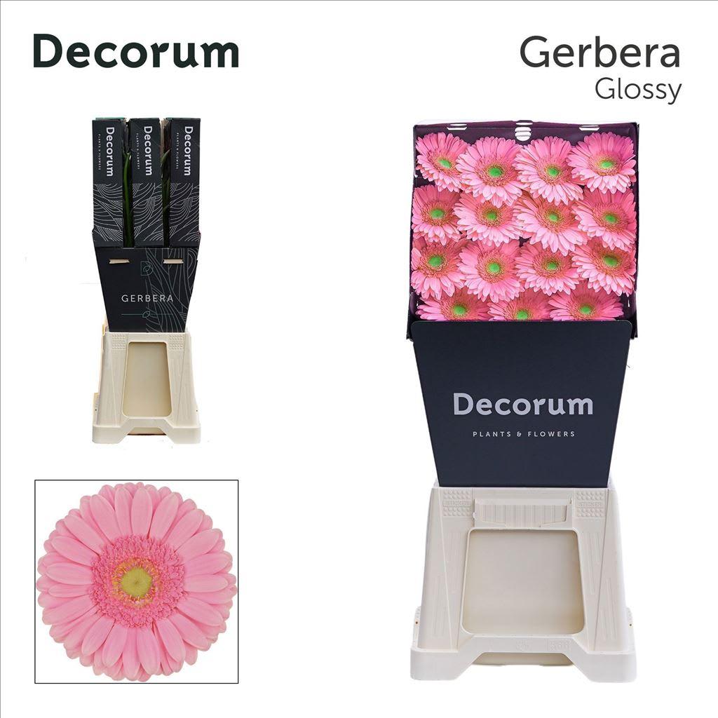 Срезанные цветы оптом Gerbera glossy от 45шт из Голландии с доставкой по России