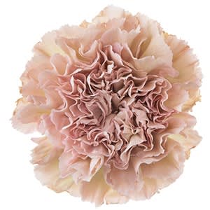 Срезанные цветы оптом Dianthus st creola от 80шт из Голландии с доставкой по России