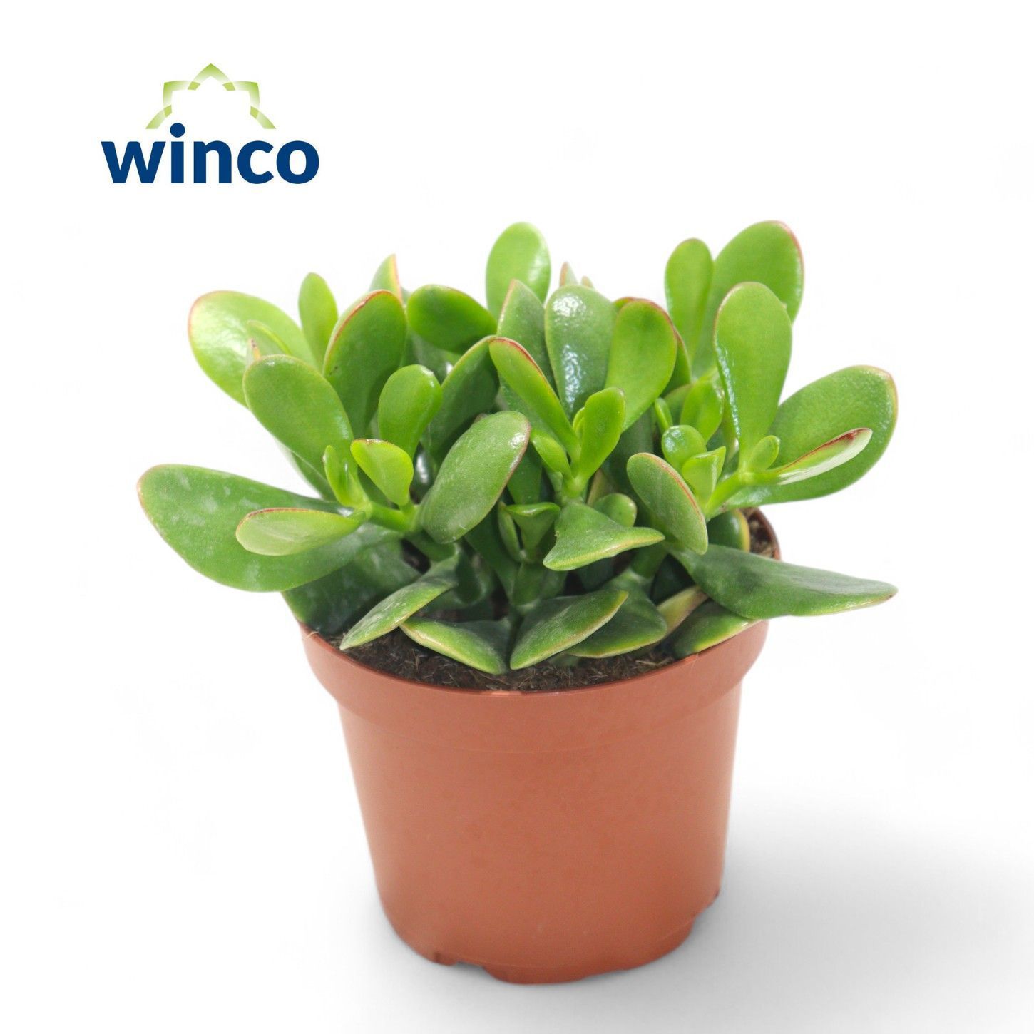 Горшечные цветы и растения оптом Crassula Ovata от 18шт (для телеги) из Голландии с доставкой по России