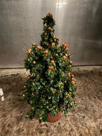 Горшечные цветы и растения оптом Rhodo Si Sachsenster от 6шт из Голландии с доставкой по России