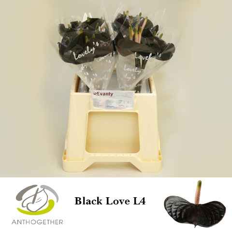 Срезанные цветы оптом Anthurium love black от 40шт из Голландии с доставкой по России