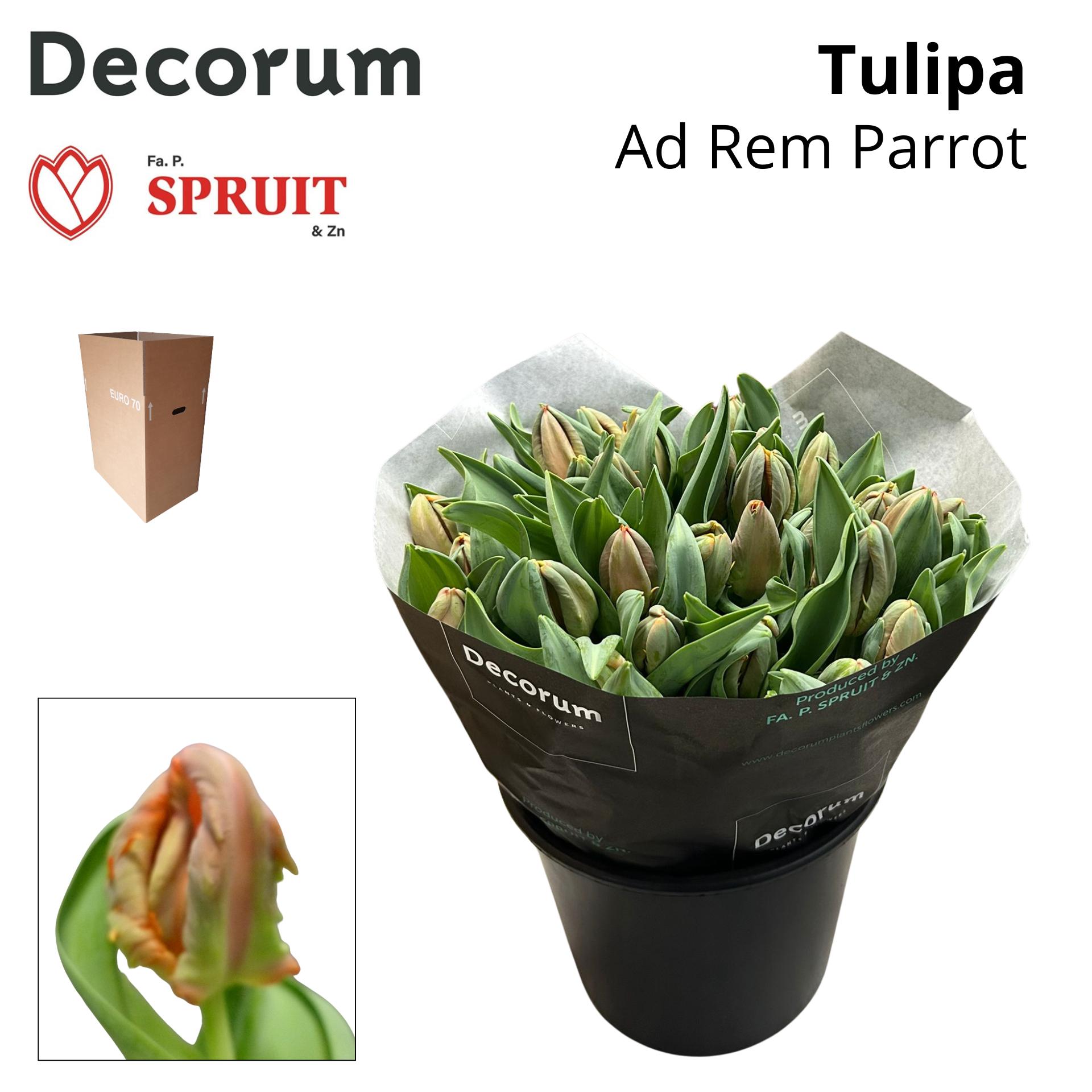 Срезанные цветы оптом Tulipa pa rem parrot от 30шт из Голландии с доставкой по России