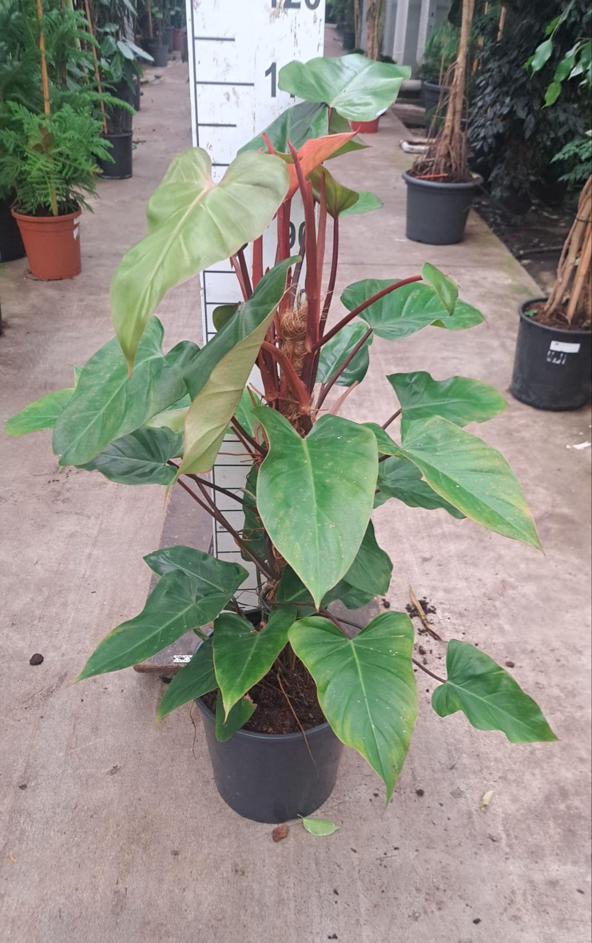 Горшечные цветы и растения оптом Philodendron Red Emerald Mosspole от 1шт из Голландии с доставкой по России