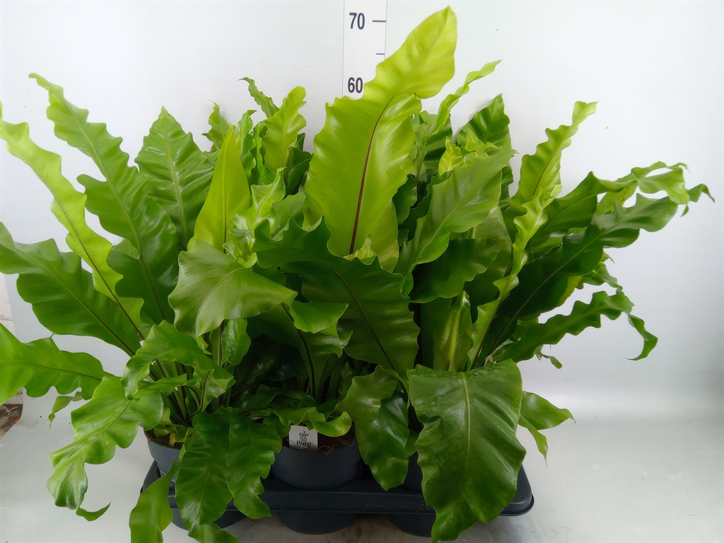 Горшечные цветы и растения оптом Asplenium Nidus от 6шт из Голландии с доставкой по России