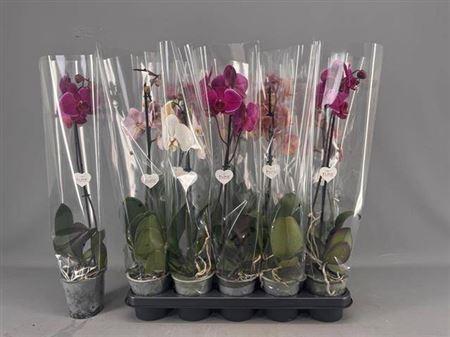 Горшечные цветы и растения оптом Phal 1st Mix 6+ (levo) от 10шт из Голландии с доставкой по России