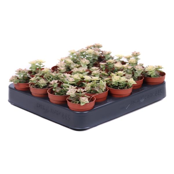 Горшечные цветы и растения оптом Crassula Perforata Variegata от 20шт из Голландии с доставкой по России