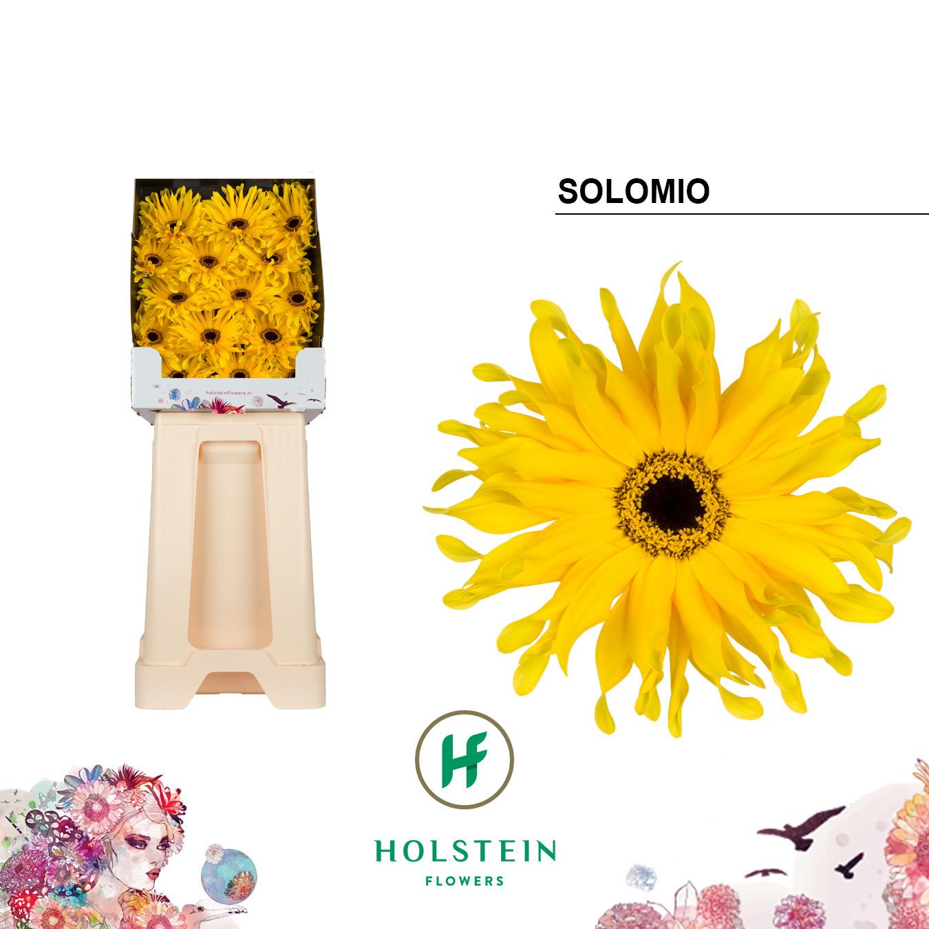 Срезанные цветы оптом Gerbera diamond gerpasta solomio от 45шт из Голландии с доставкой по России