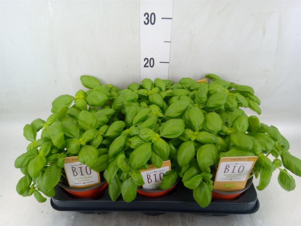 Горшечные цветы и растения оптом Tuinkruiden   ... от 6шт из Голландии с доставкой по России