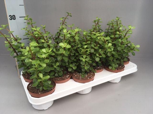 Горшечные цветы и растения оптом Portulacaria Afra от 9шт из Голландии с доставкой по России