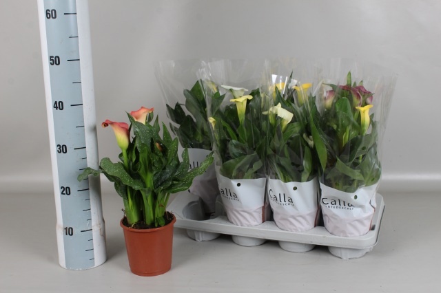 Горшечные цветы и растения оптом Zant Gem 5 Kl от 8шт из Голландии с доставкой по России