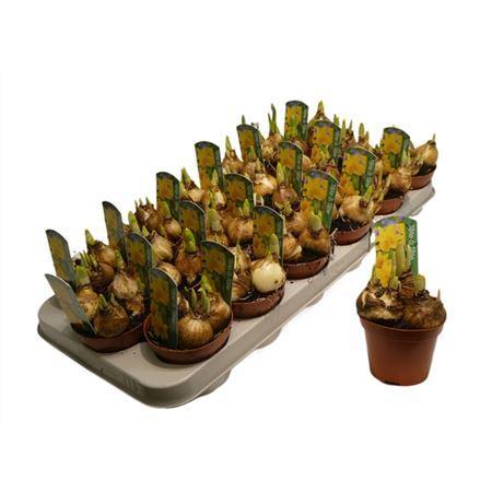 Горшечные цветы и растения оптом Narcis Tete A Tete от 18шт (для телеги) из Голландии с доставкой по России