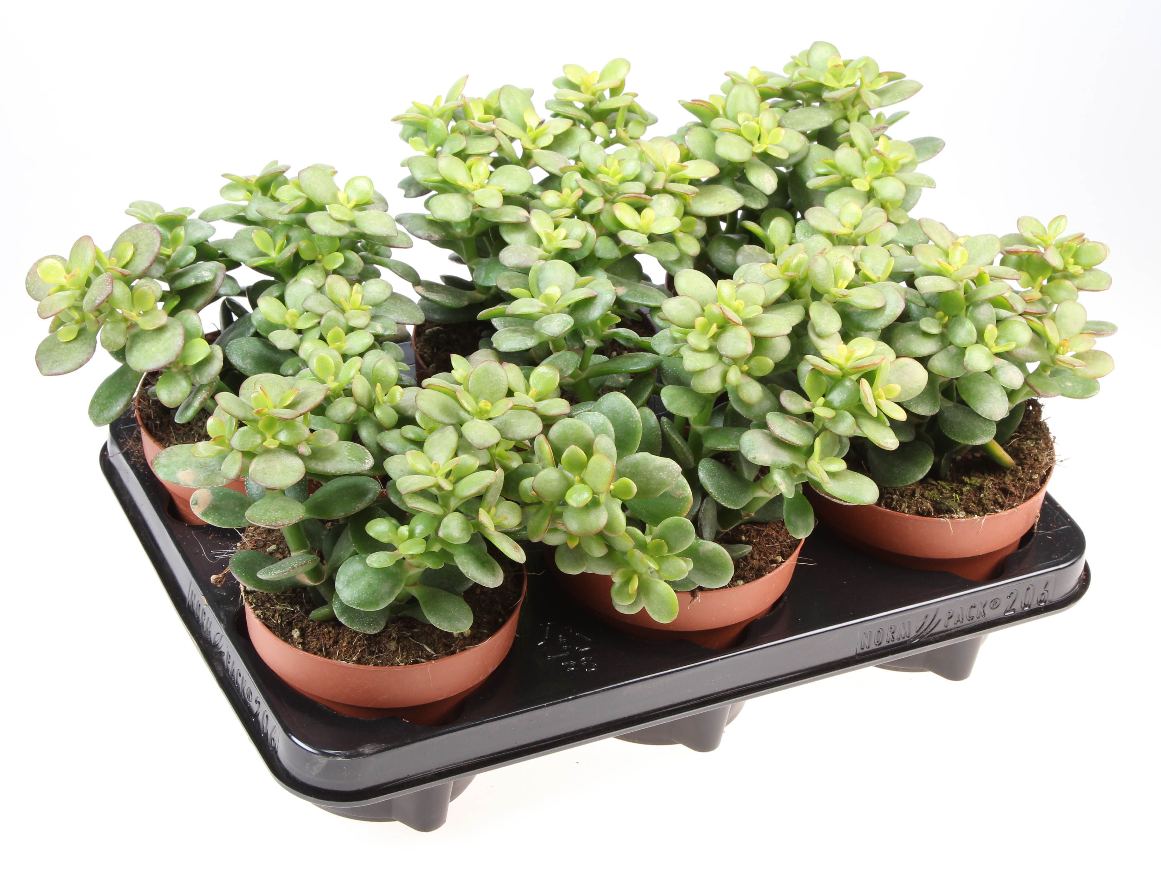 Горшечные цветы и растения оптом Crassula Ovata Minor от 6шт из Голландии с доставкой по России