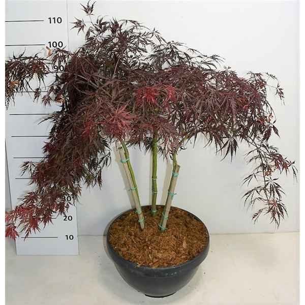 Горшечные цветы и растения оптом Acer Palm Inaba-shidare от 1шт из Голландии с доставкой по России