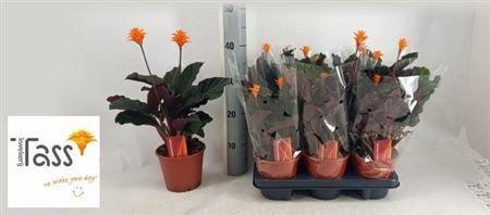 Горшечные цветы и растения оптом Calat Crocata 2 Bloem от 6шт из Голландии с доставкой по России