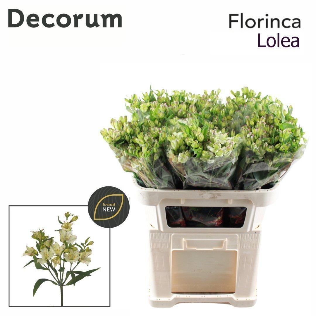 Срезанные цветы оптом Alstroemeria fl lolea от 60шт из Голландии с доставкой по России